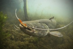 1440879504_c_rostislav_stefanek_sumec_velky-jpg.jpg