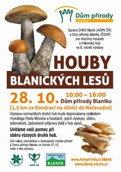 Bez nzvu.jpg