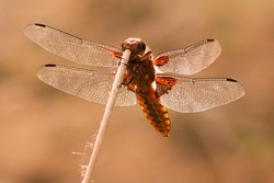 IMGP6275_v4.jpg