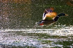 IMGP7500_4.jpg