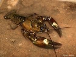 Pacifastacus leniusculus_2_3093.jpg