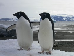 fauna-adlky1.JPG