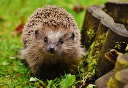 hedgehog-child-1759027_960_720.jpg