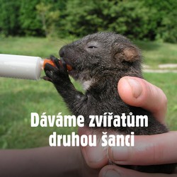 veverka2.jpg