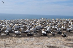 zeland_ptci.jpg